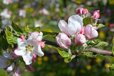 Baharda çiçek açan elma bahçesi