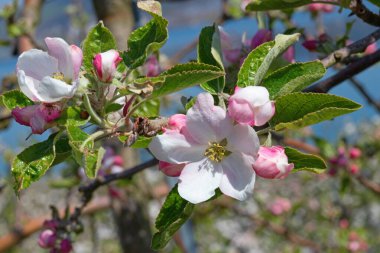 Baharda çiçek açan elma bahçesi