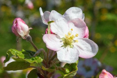 Baharda çiçek açan elma bahçesi