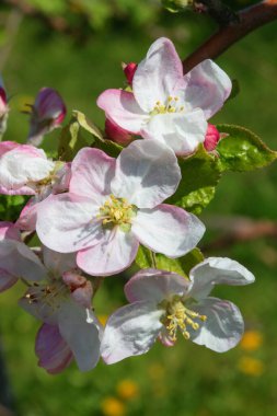 Baharda çiçek açan elma bahçesi