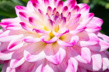 Sabah çiğ damlaları ile renkli yıldız çiçeği