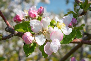 Baharda çiçek açan elma bahçesi