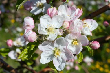 Baharda çiçek açan elma bahçesi