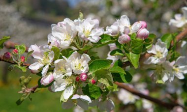 Baharda çiçek açan elma bahçesi