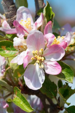 Baharda çiçek açan elma bahçesi