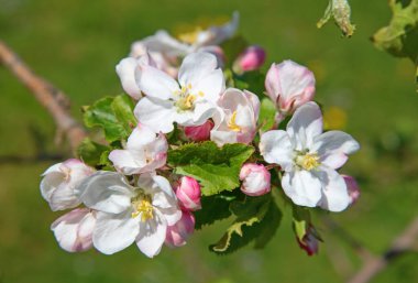 Baharda çiçek açan elma bahçesi