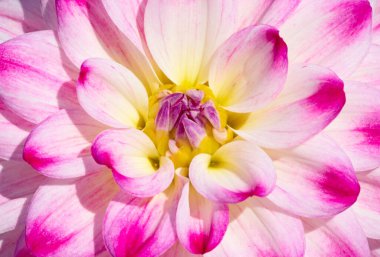 Sabah çiğ damlaları ile renkli yıldız çiçeği