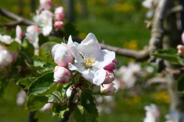 Baharda çiçek açan elma bahçesi