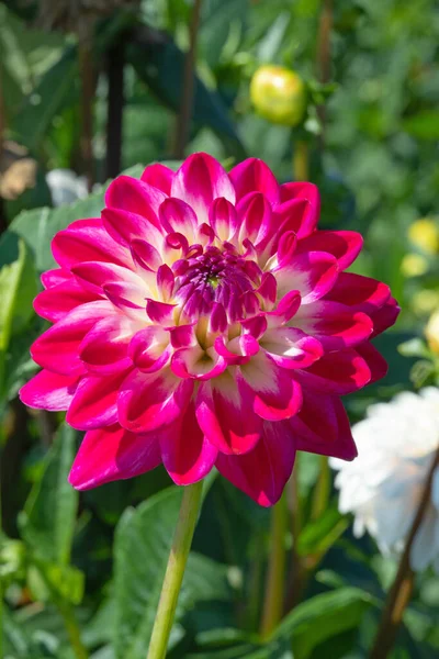 Colorida Flor Dalia Con Gotas Rocío Matutino — Foto de Stock