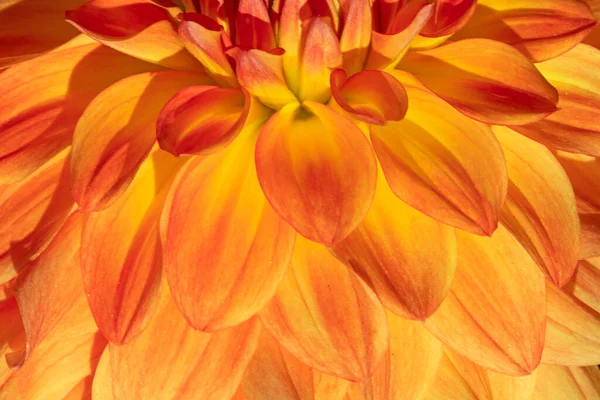 Flor Dália Colorida Com Gotas Orvalho Manhã — Fotografia de Stock