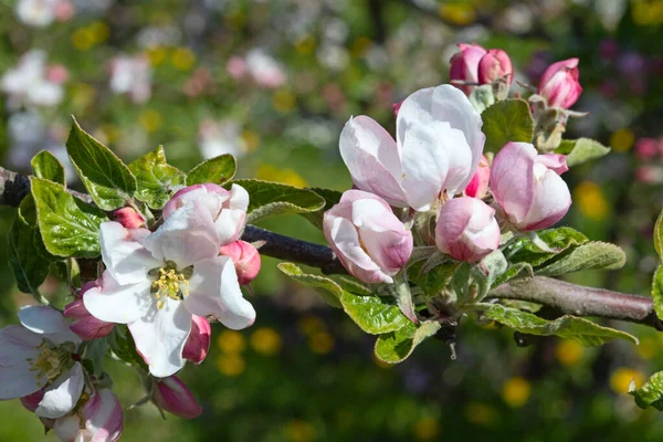 Baharda çiçek açan elma bahçesi