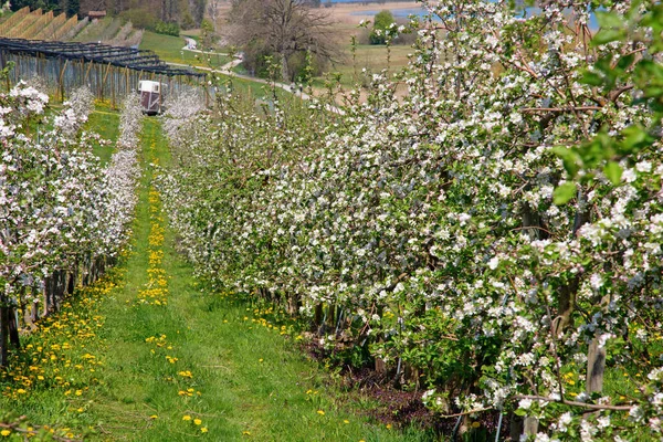 Virágzó Almakert Tavasszal — Stock Fotó