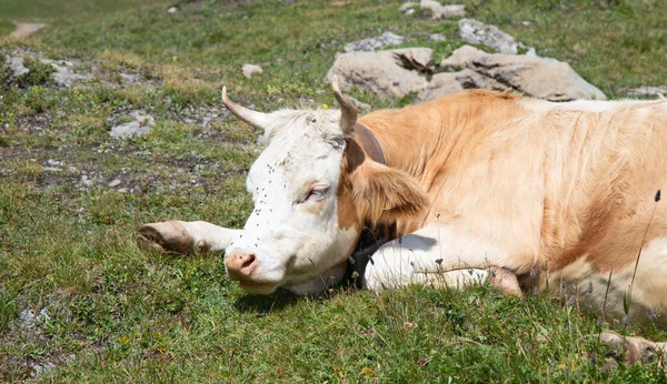 Alplerdeki İsviçre ineği