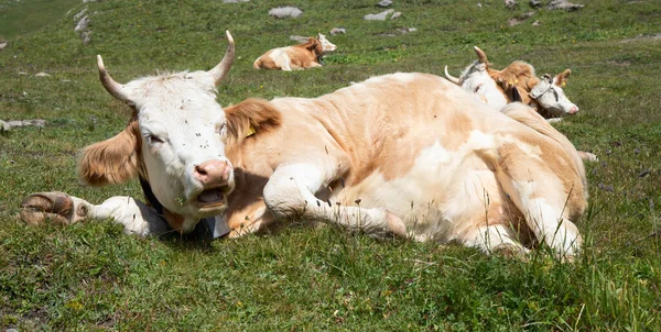 Vaca Suiza Los Alpes —  Fotos de Stock