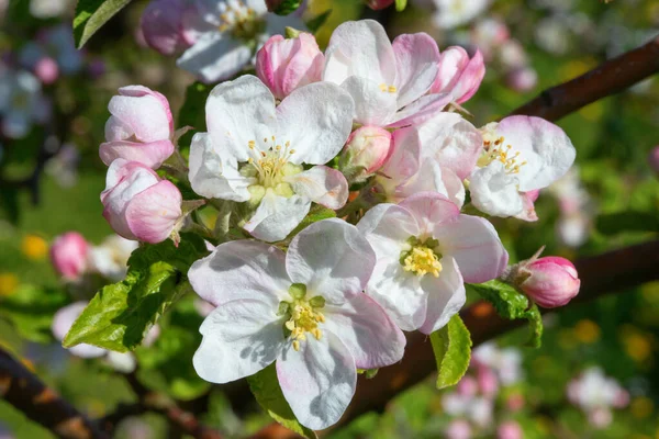Baharda çiçek açan elma bahçesi