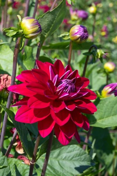 Färgglada Dahlia Blomma Med Morgon Dagg Droppar — Stockfoto