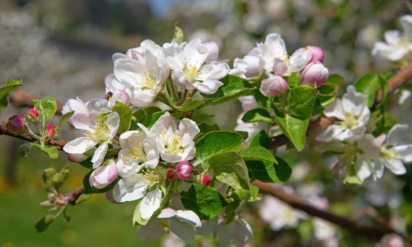 Baharda çiçek açan elma bahçesi