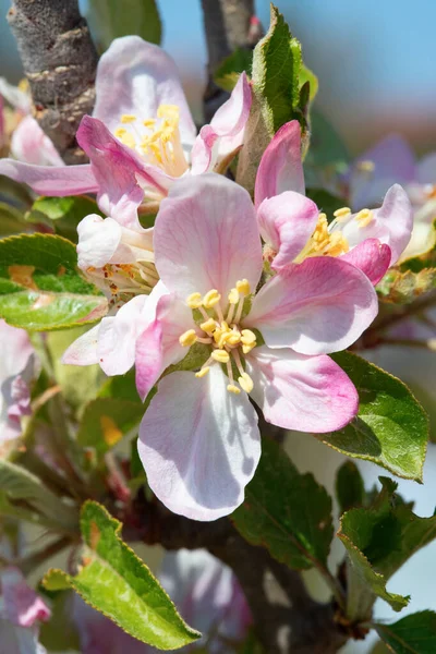 Baharda çiçek açan elma bahçesi