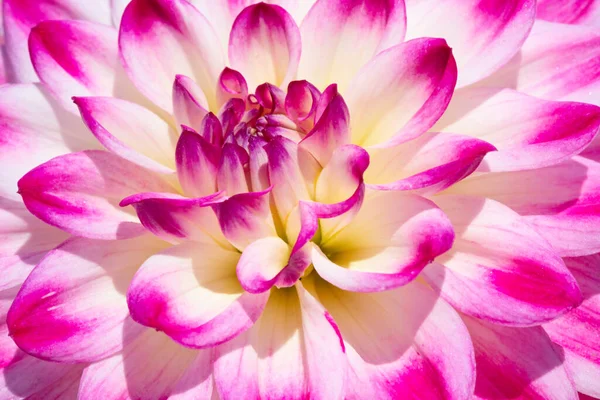 Färgglada Dahlia Blomma Med Morgon Dagg Droppar — Stockfoto