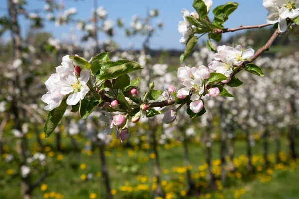 Ανθίζοντας Κήπο Μήλο Την Άνοιξη — Φωτογραφία Αρχείου