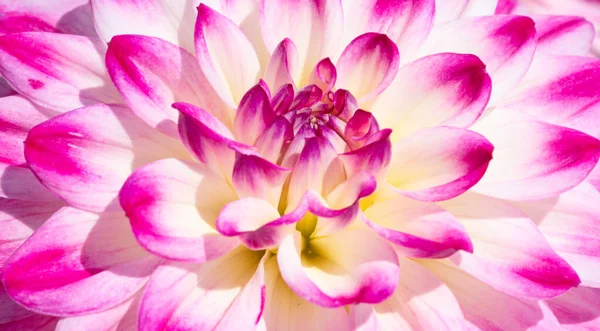 Fleurs Dahlia Colorées Avec Gouttes Rosée Matin — Photo