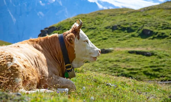 阿尔卑斯山里的瑞士奶牛 — 图库照片