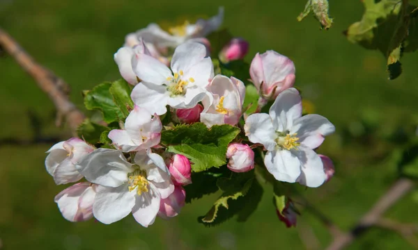 Ανθίζοντας Κήπο Μήλο Την Άνοιξη — Φωτογραφία Αρχείου