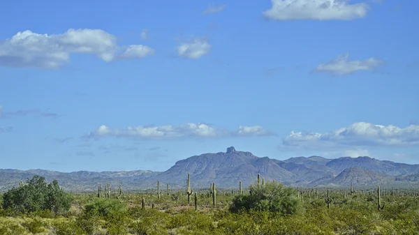 Mocný Saguaros — Stock fotografie