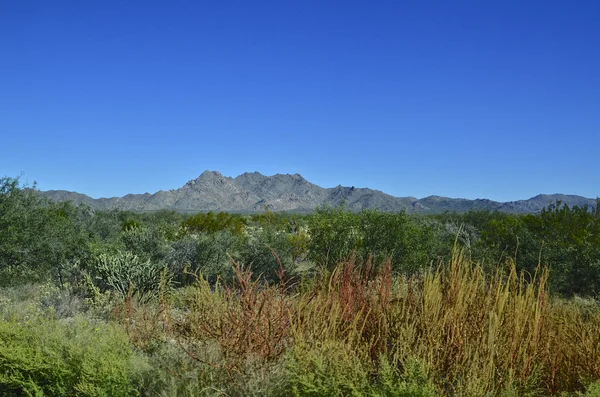 Arizona in de herfst — Stockfoto