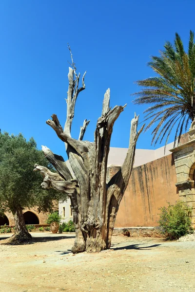 Arkadi-klostret träd — Stockfoto