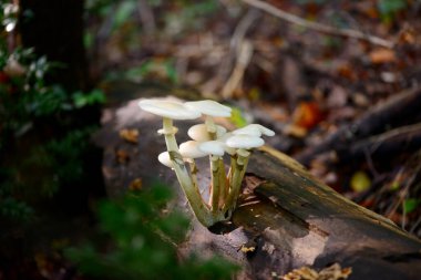 Dağ ormanları küçük beyaz mantarlar ayrıntıları kapatır