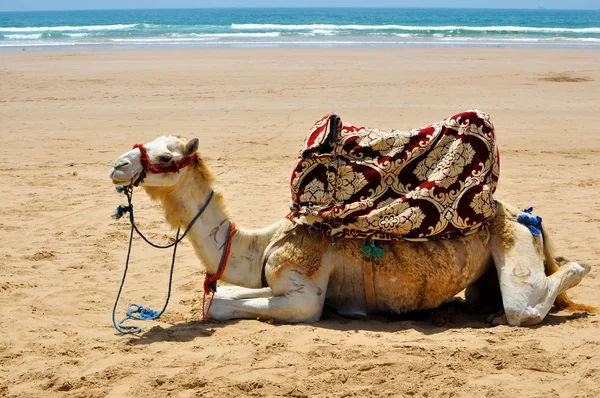 Camelo na praia Fotos De Bancos De Imagens