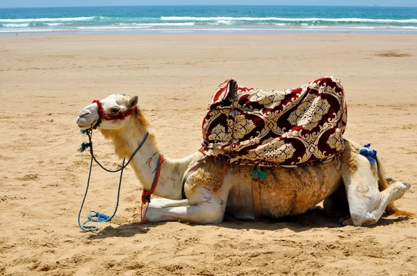 11 Best Beaches in Morocco you need to visit 2022