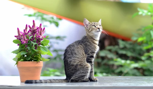 Cat and flower — Stock Photo, Image