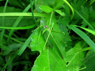 Çekirge yeşil çim