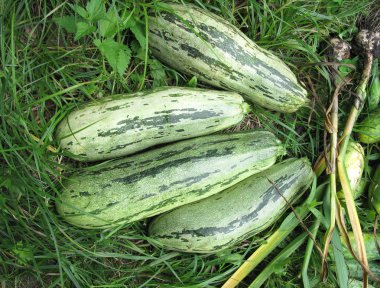 squashes yeşil çimenlerin üzerinde