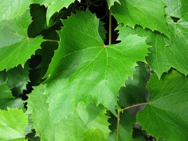 Bir ağacın yeşil yaprakları ve dalları