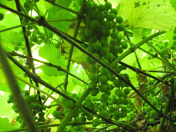 Green leaves and branches with grapes — Stock Photo, Image
