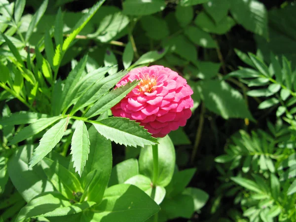 Rode bloemen. macro — Stockfoto