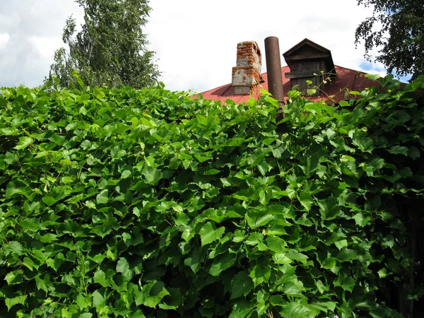 old  roof and green plants