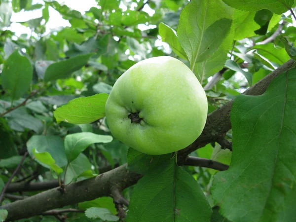 Mela verde e foglie — Foto Stock