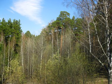 Orman ve mavi gökyüzü