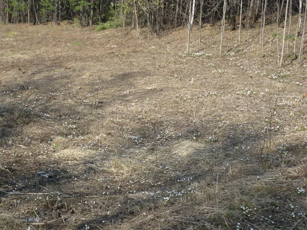 Bahar Orman. Kuru ot