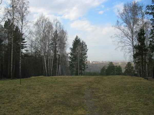 Frühlingswald und Himmel — Stockfoto