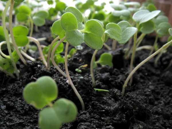 Brote de planta —  Fotos de Stock