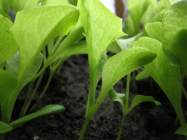 Grüne Blätter. Makro — Stockfoto