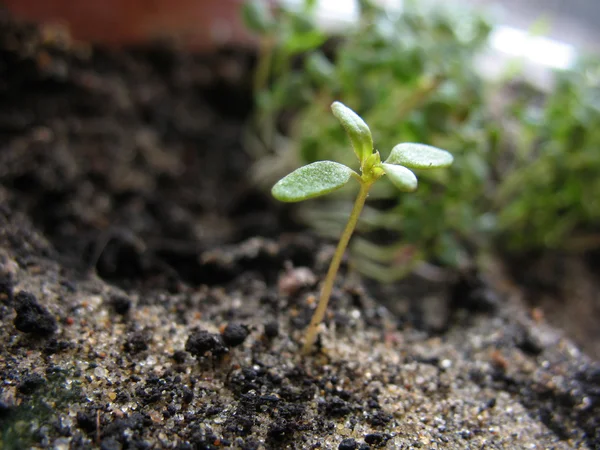 Sprout of plant.  macro — Stock Photo, Image