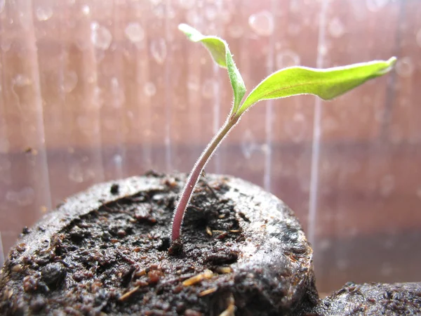 Ontkiemen van plant. macro — Stockfoto