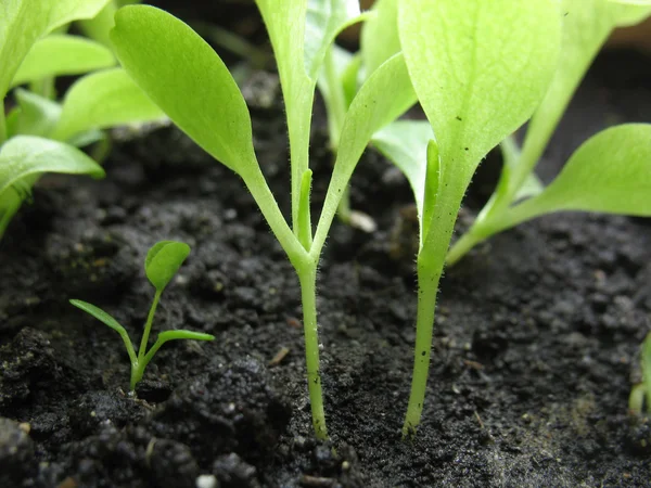 Broto de planta. macro — Fotografia de Stock