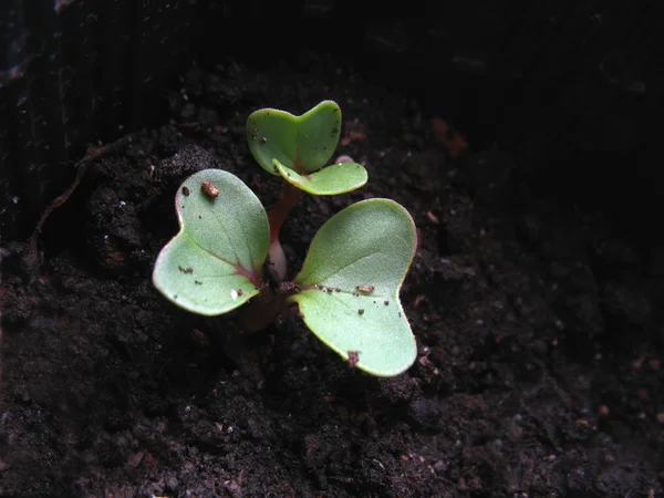 Broto de planta — Fotografia de Stock